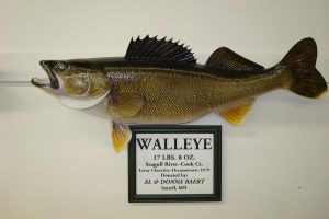 Mounted walleye fish