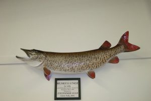 mounted muskellunge