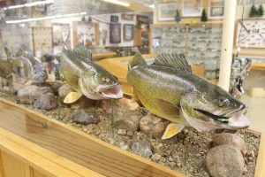 Fish mounted in the Minnesota Fishing Museum